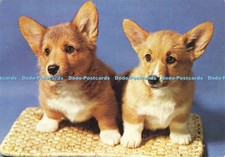 D203868 corgi puppies for sale  WARLINGHAM