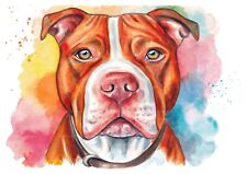 Pit bull terrier usato  Villaricca