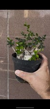 Olivastro bonsai shohin usato  Italia