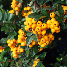 Pyracantha golden charmer for sale Pyracantha golden charmer for sale  UK