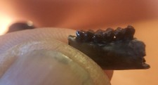 Rare early haplomylus for sale  Sheridan