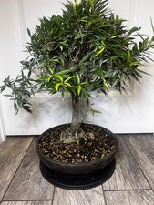 Willow leaf ficus for sale  Jacksonville