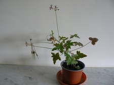 Pelargonium quinquelobatum spe for sale  HONITON