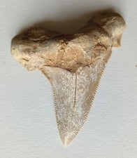 Large 8.5cm sokolovi usato  Due Carrare