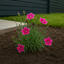Dianthus evergreen perennial for sale Dianthus evergreen perennial for sale  BARGOED