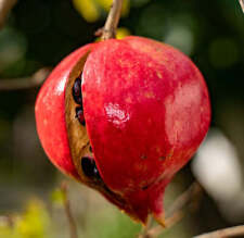 Punica granatum cv. usato  Napoli