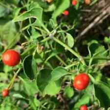 Chiltepin tepin chile for sale  Tarpon Springs