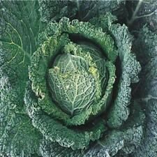 Chou milan roi d'occasion Chou milan roi d'occasion  Luzech