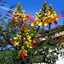Mexican desert yellow for sale  Lincolnton