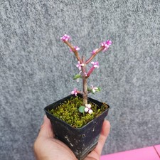 Purslane tree moss for sale  LIVERPOOL
