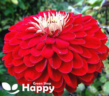 Zinnia dahlia red for sale  DONCASTER