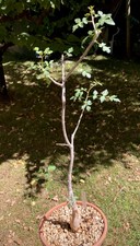 Bursera fagaroides usato  Rubiera