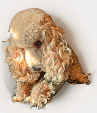 Vintage poodle cockapo for sale Vintage poodle cockapo for sale  DEVIZES