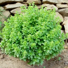Basil greek herb for sale  GLASGOW