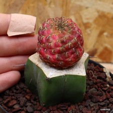 Sulcorebutia rauschii variegat usato  Trevi