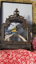 gouldian finch birds for sale gouldian finch birds for sale Kyle