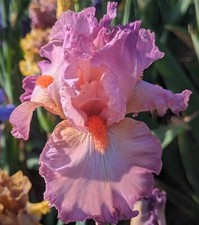 Nuit noce iris d'occasion  Expédié en Belgium