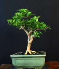 Bonsai chinesischer pfefferbau gebraucht kaufen  Bielefeld