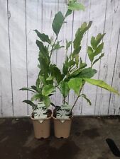 Magnolia stellata white for sale  HARLOW