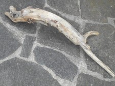 Skulptur schwemmholz treibholz gebraucht kaufen  Riedering