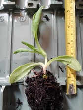 Livingstone daisy plug for sale  SHEFFIELD