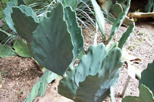 Taglio opuntia undulata usato  Trappeto