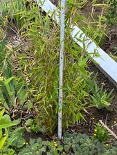 Gartenbambus fargesia ausläuf gebraucht kaufen  Deutschland