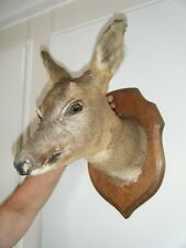 mounted deer head for sale  BRISTOL