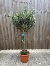 Olive tree olea for sale  WORTHING