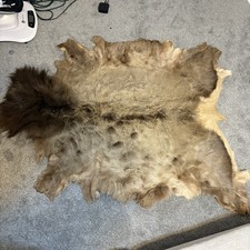Beautiful tanned elk for sale  San Antonio