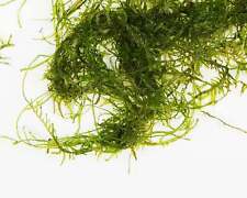 Java moss 250g for sale  MARKET RASEN