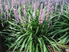 Liriope muscari ingwersen for sale  Statesboro