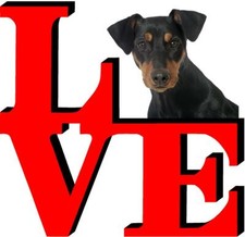German pinscher dog for sale  Pottstown