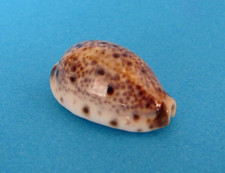 Cypraea lynx gem d'occasion  Nice-