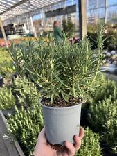 Large rosemary herb for sale  DEREHAM