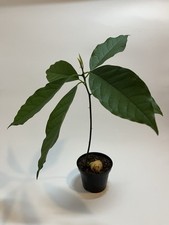 Pianta avocado qualità usato  Villorba