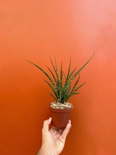 Fernwood mikado snake for sale  Homestead