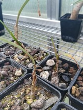 Worsleya procera pflanze gebraucht kaufen  Stadthagen