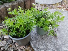 Waldmeister pflanzen töpfe gebraucht kaufen  Erding