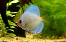 Blue diamond discus for sale  Miami
