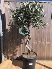 olive tree for sale  WORTHING
