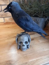 Taxidermy mounted stone for sale  HARTLEPOOL