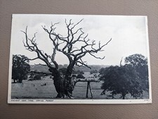 Ancient oak tree for sale  TARPORLEY