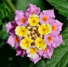 Samen wandelrose frisches gebraucht kaufen  Calw