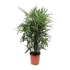 Rhapis excelsa steckenpalme d'occasion  Expédié en France