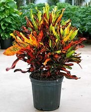 Mammy croton mamey for sale  Kissimmee