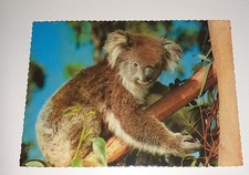 Australian koala koalabär gebraucht kaufen  Haßmersheim