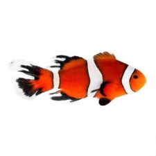 Threadfin ocellaris clownfish for sale  Haslet