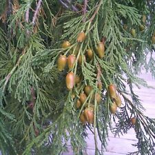 California incense cedar for sale  Wrightwood