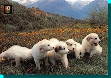 Cpm hautes pyrénées d'occasion Cpm hautes pyrénées d'occasion  France